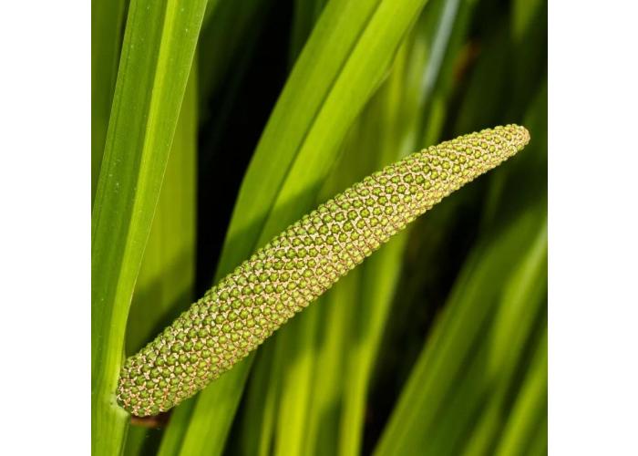 Аир экстракт