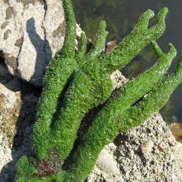 Бадяга экстракт